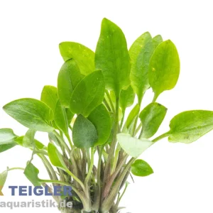 Wallisii-Wasserkelch, Cryptocoryne wallisii, im Topf Neu